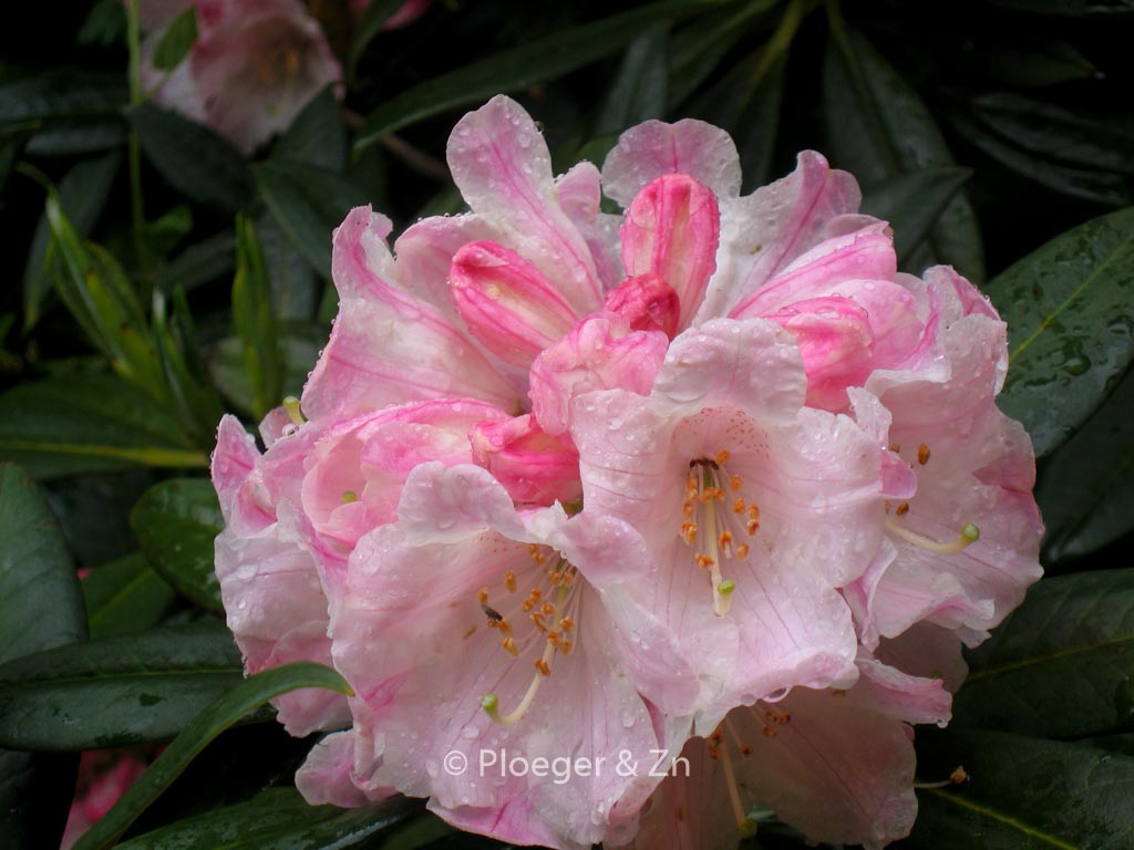 Rhododendron insigne