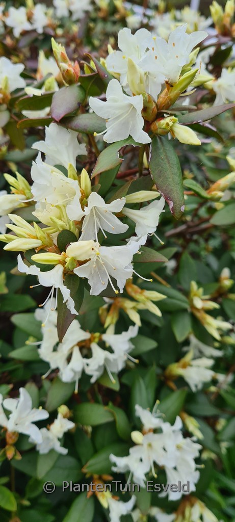 Rhododendron keiskei ‘Cordifolium’