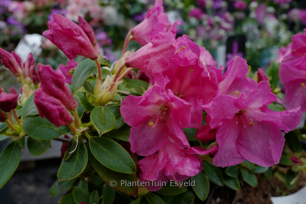 Rhododendron keiskei ‘Oban’