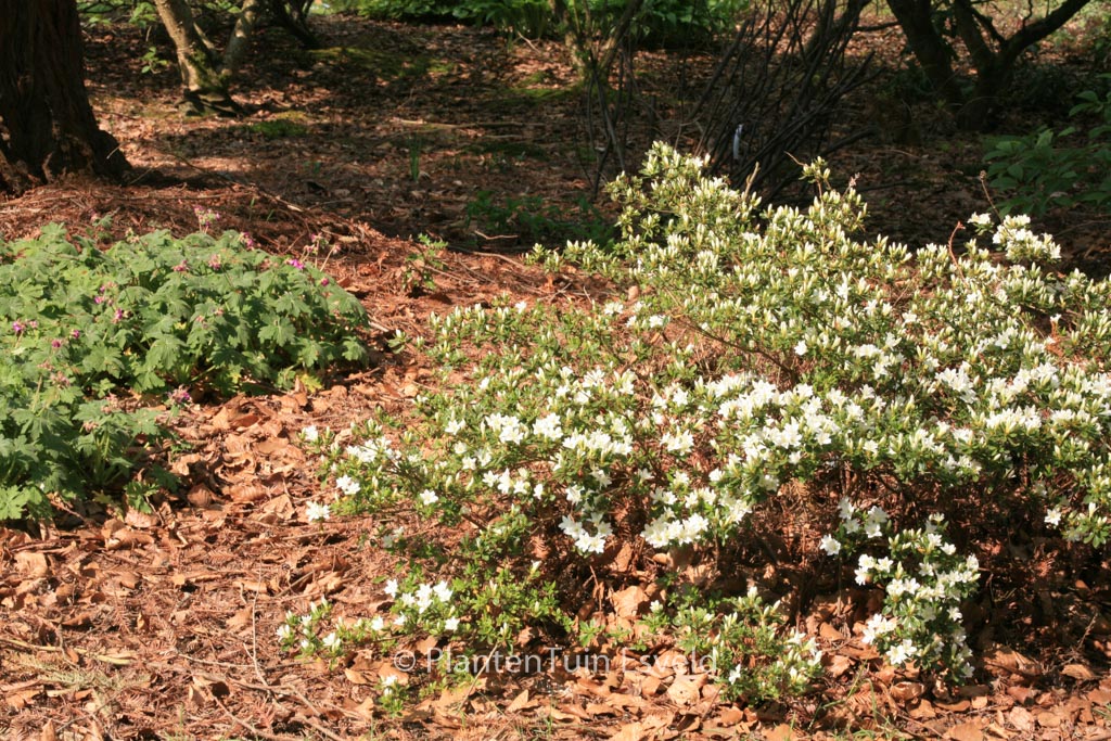 Rhododendron kiusianum ‘Albiflorum’