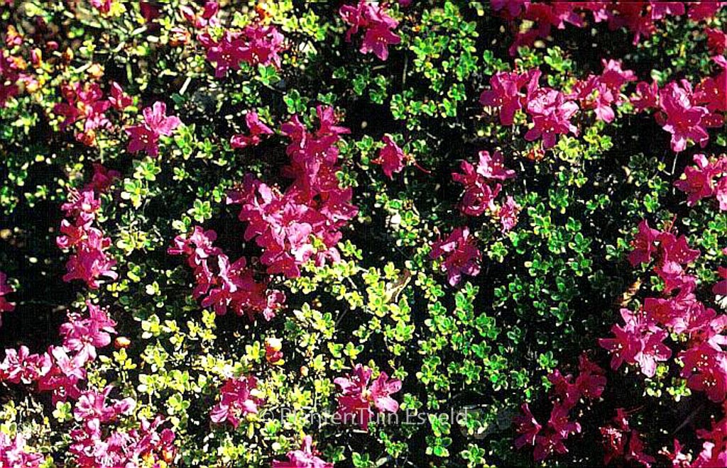 Rhododendron kiusianum ‘Best Pink’