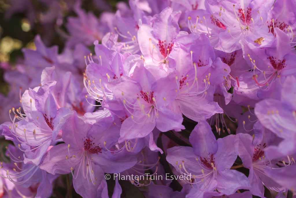 Rhododendron lochmium