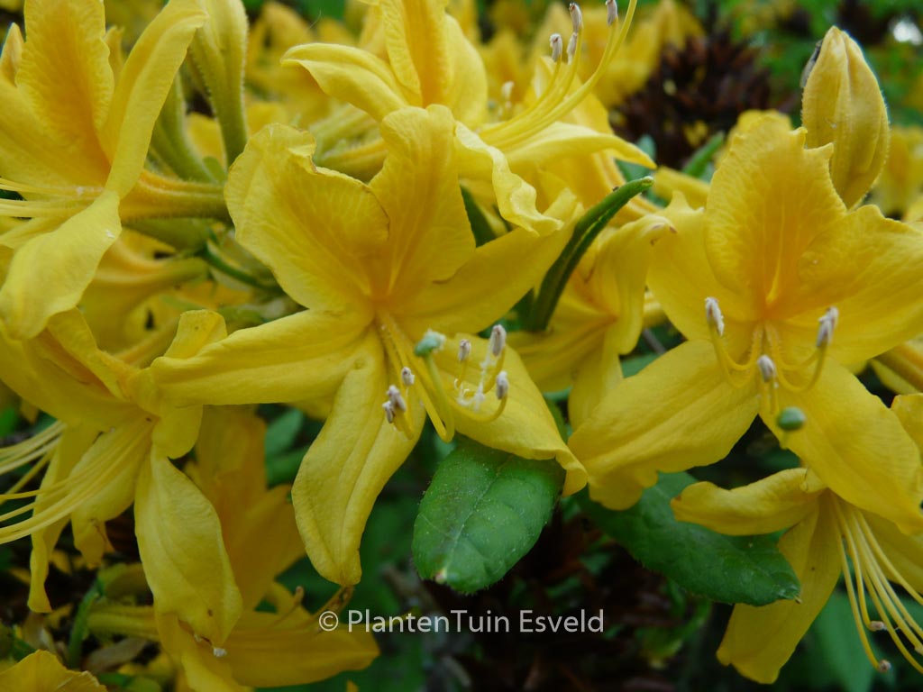Rhododendron luteum