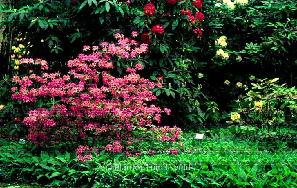 Rhododendron macrosepalum