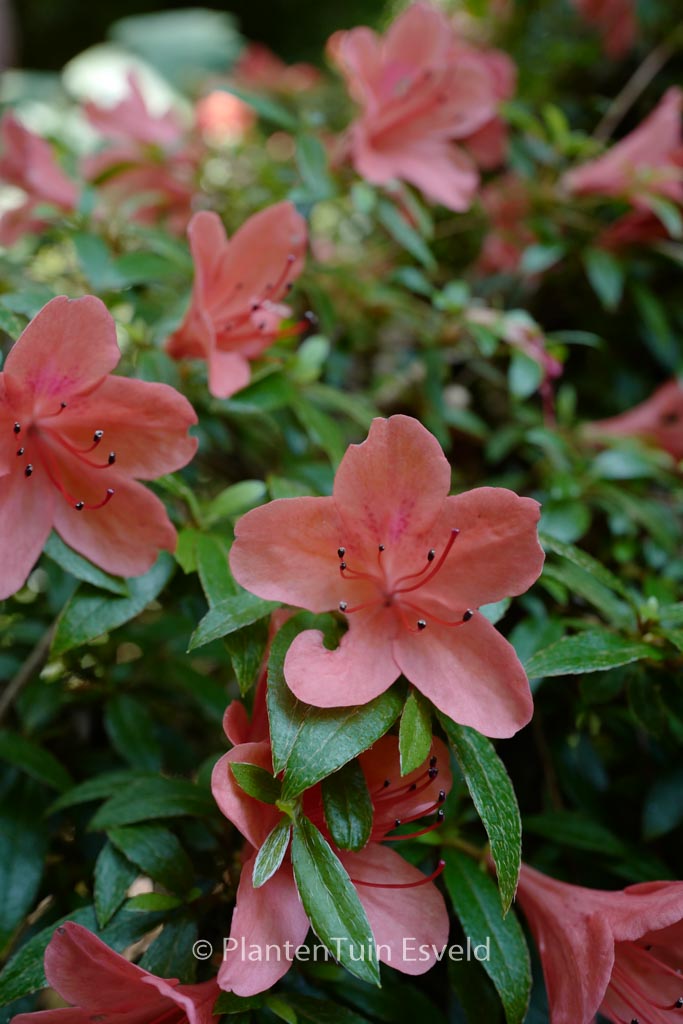 Rhododendron nakaharae ‘Alexander’