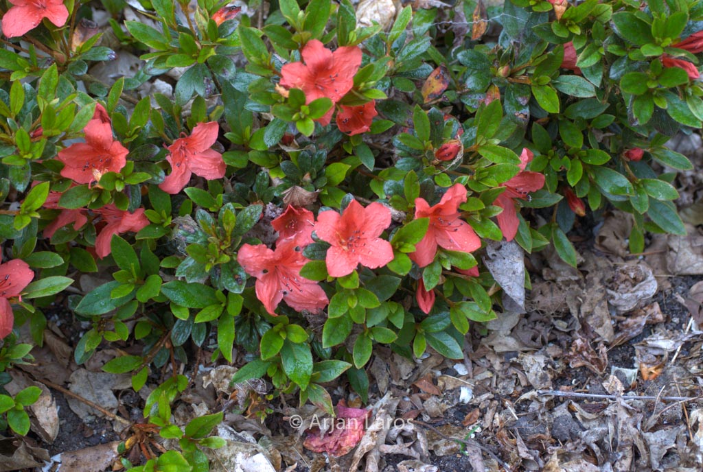Rhododendron nakaharae ‘Exbury Orange’