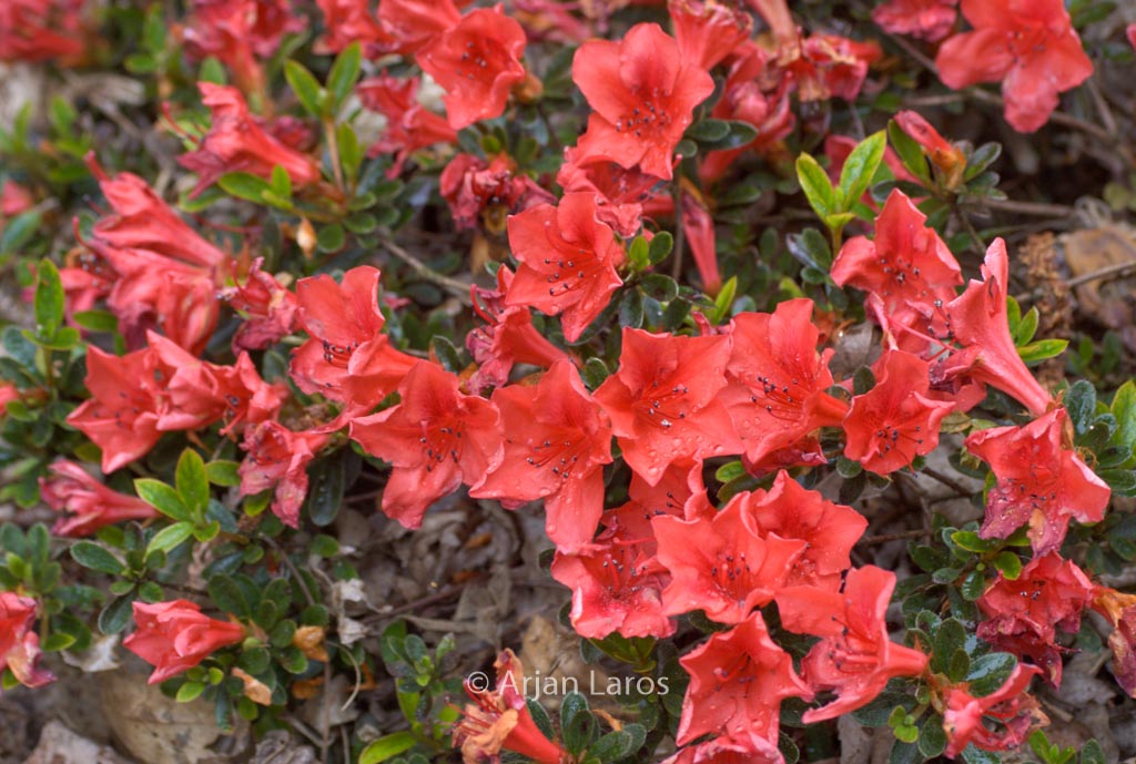 Rhododendron nakaharae ‘Joseph Hill’