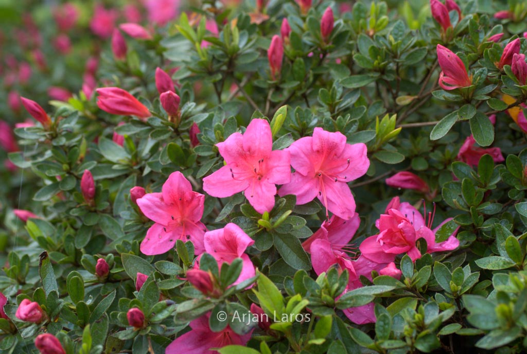 Rhododendron nakaharae ‘Wombat’