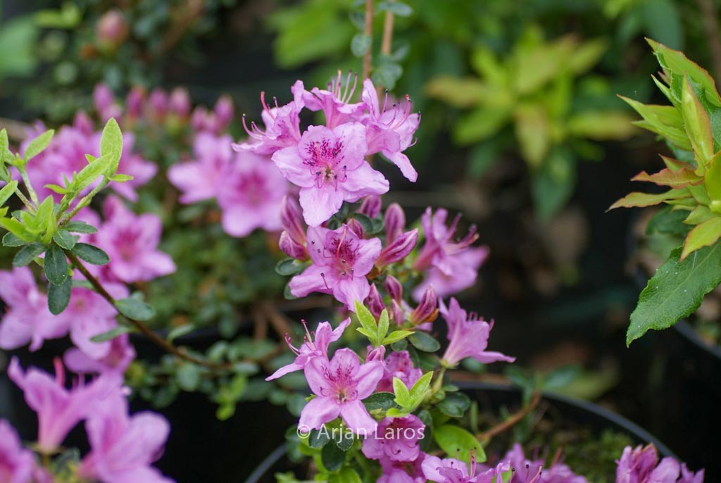 Rhododendron noriakianum