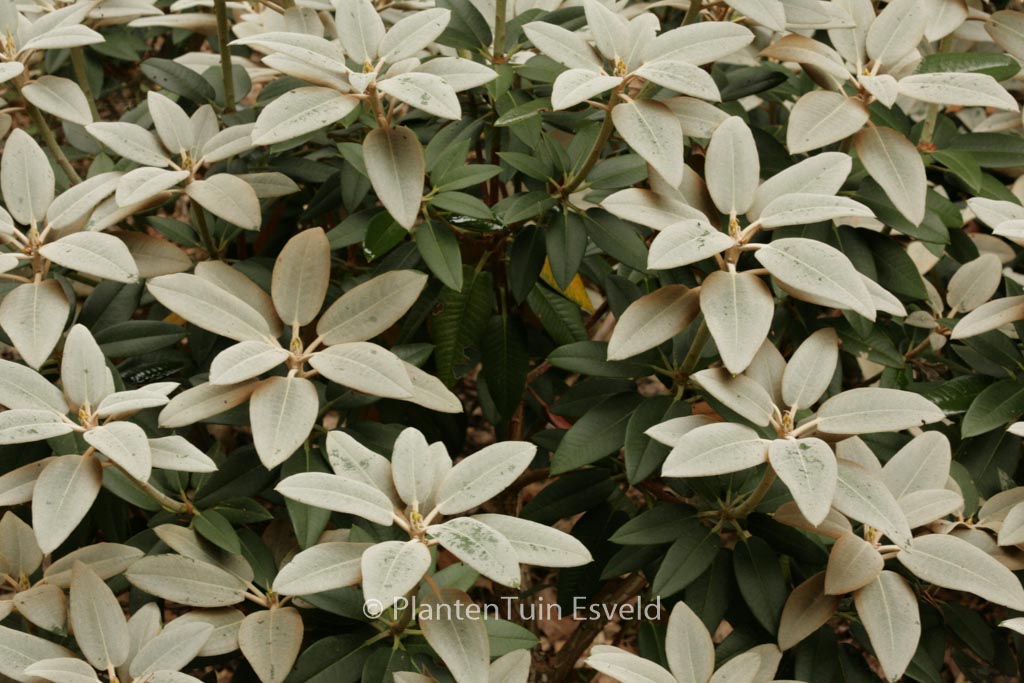 Rhododendron pachysanthum