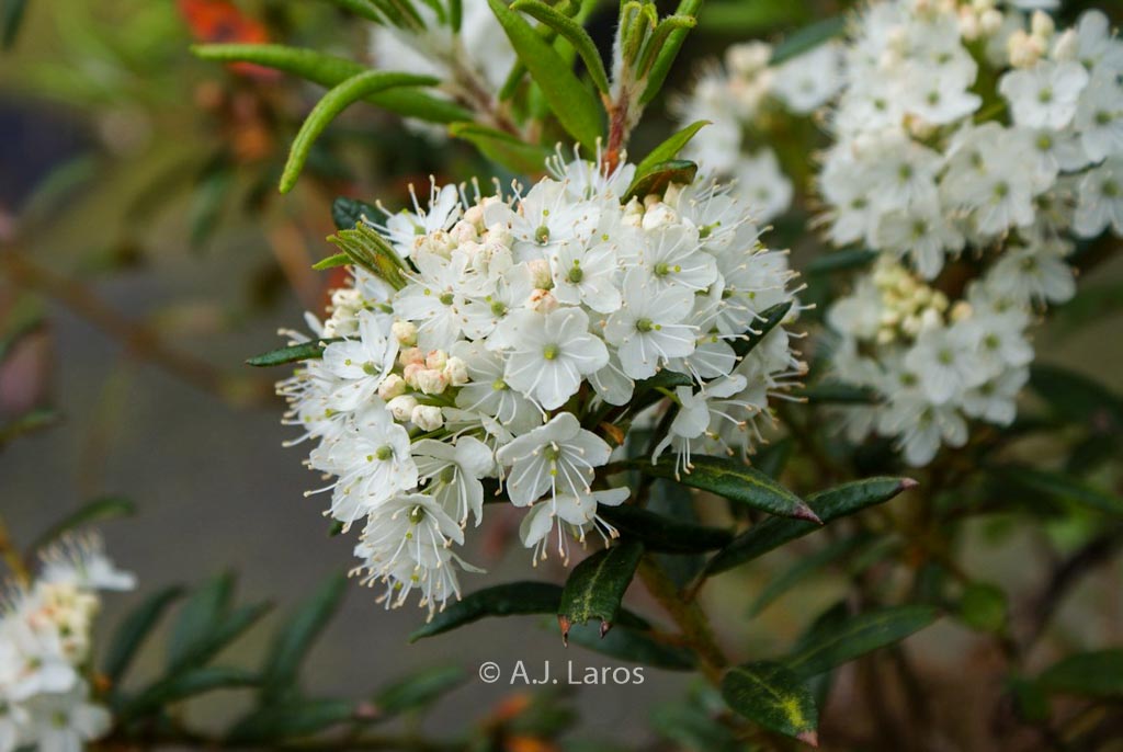 Rhododendron palustre decumbens