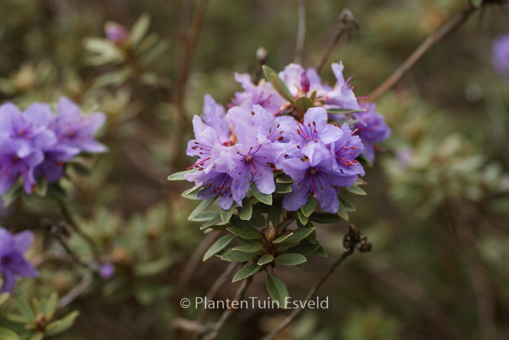 Rhododendron polycladum