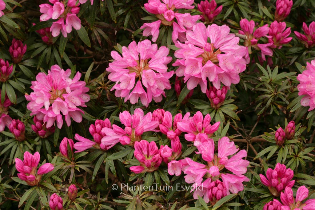 Rhododendron ponticum ‘Graziella’