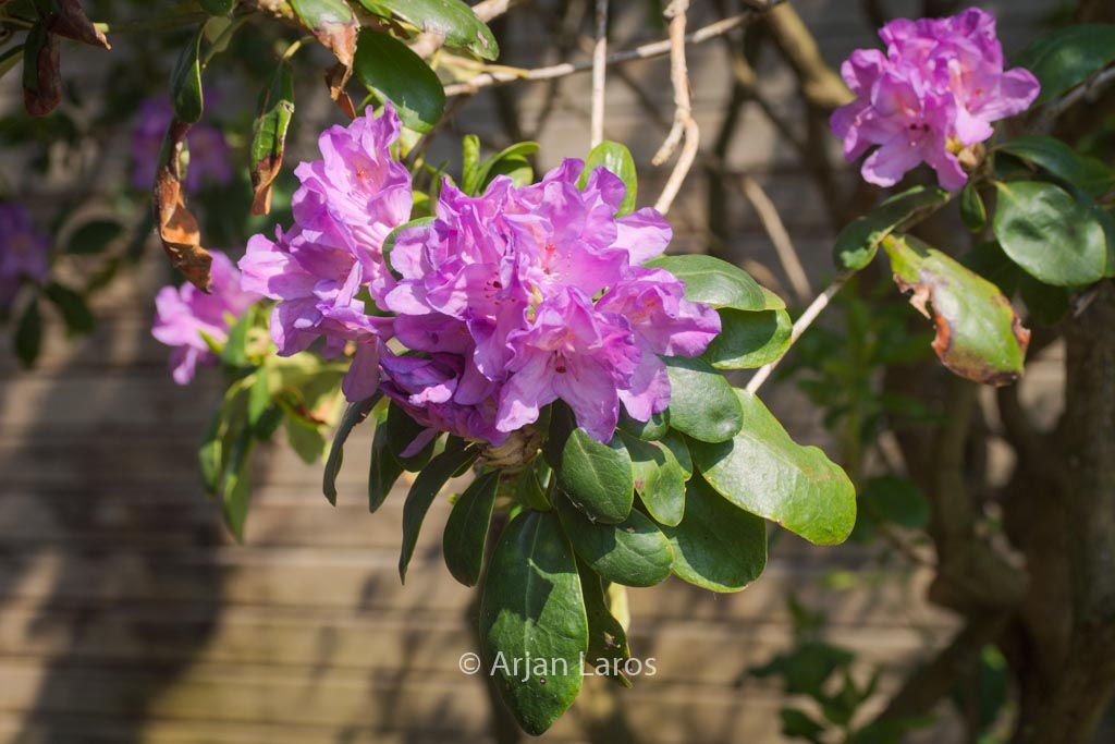 Rhododendron ponticum ‘Imbricatum’