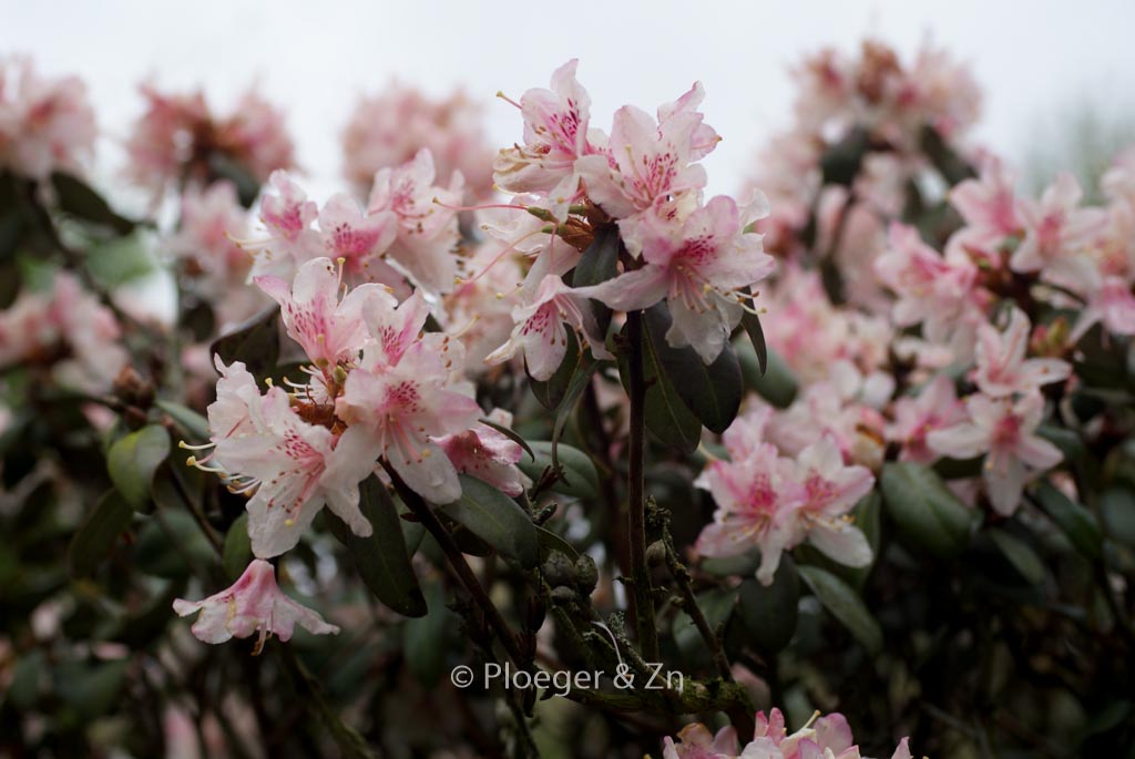 Rhododendron racemosum ‘Apricot Beauty’