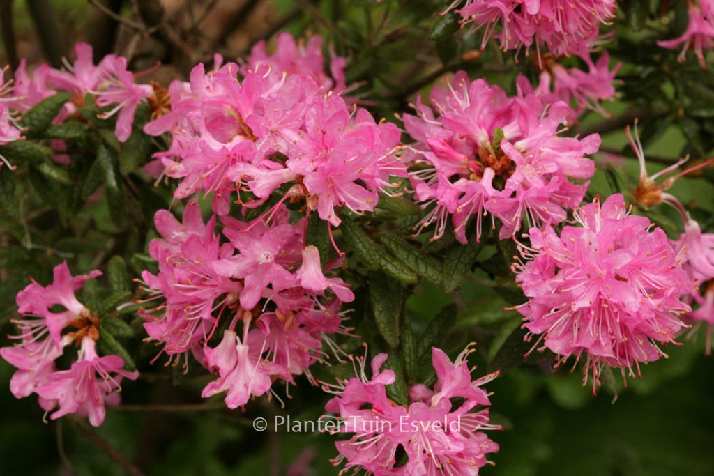 Rhododendron scabrifolium