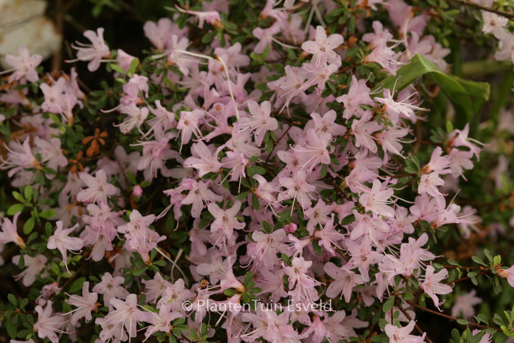 Rhododendron serpyllifolium