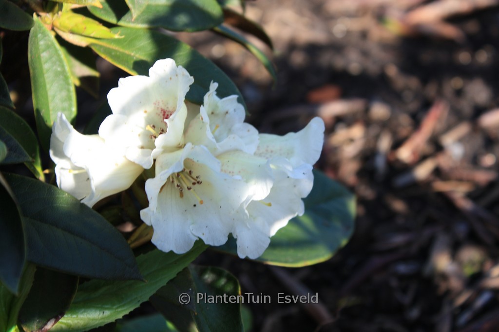 Rhododendron taliense ‘Honigduft’