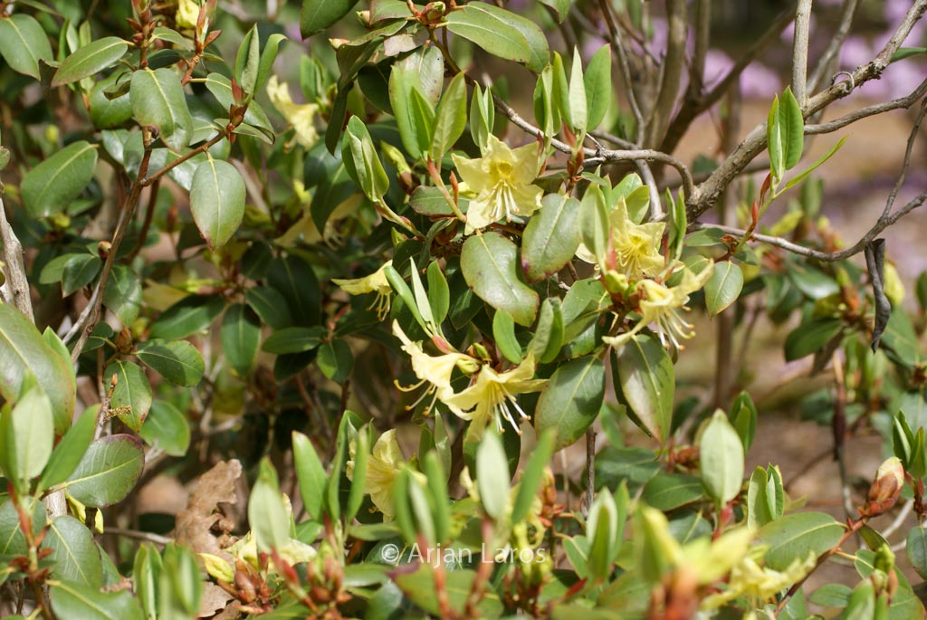Rhododendron triflorum