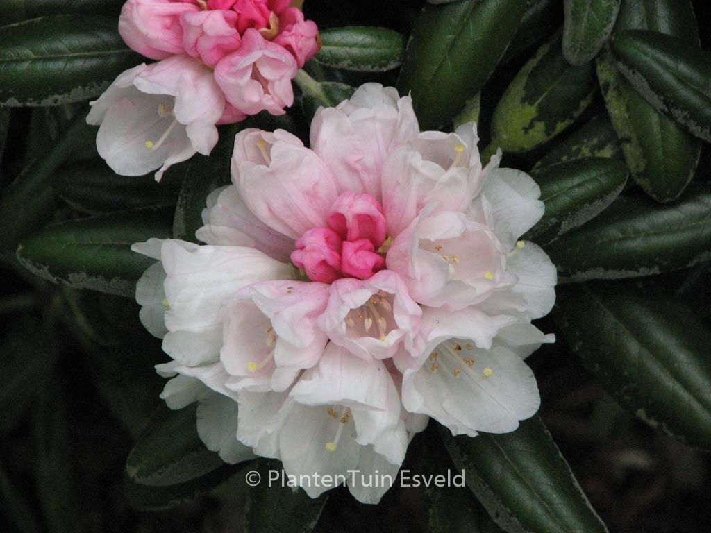 Rhododendron yakushimanum