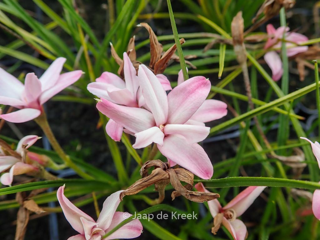 Rhodohypoxis ‘Stella’