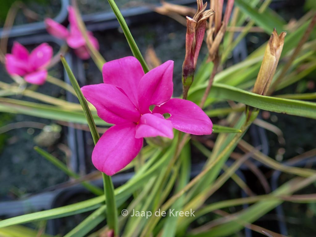 Rhodohypoxis milloides