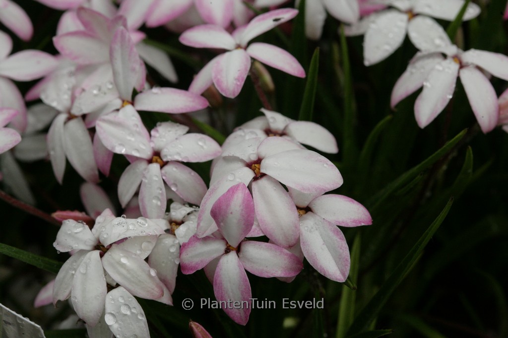 Rhodoxis ‘Im201208’ (FAIRY KISSES)