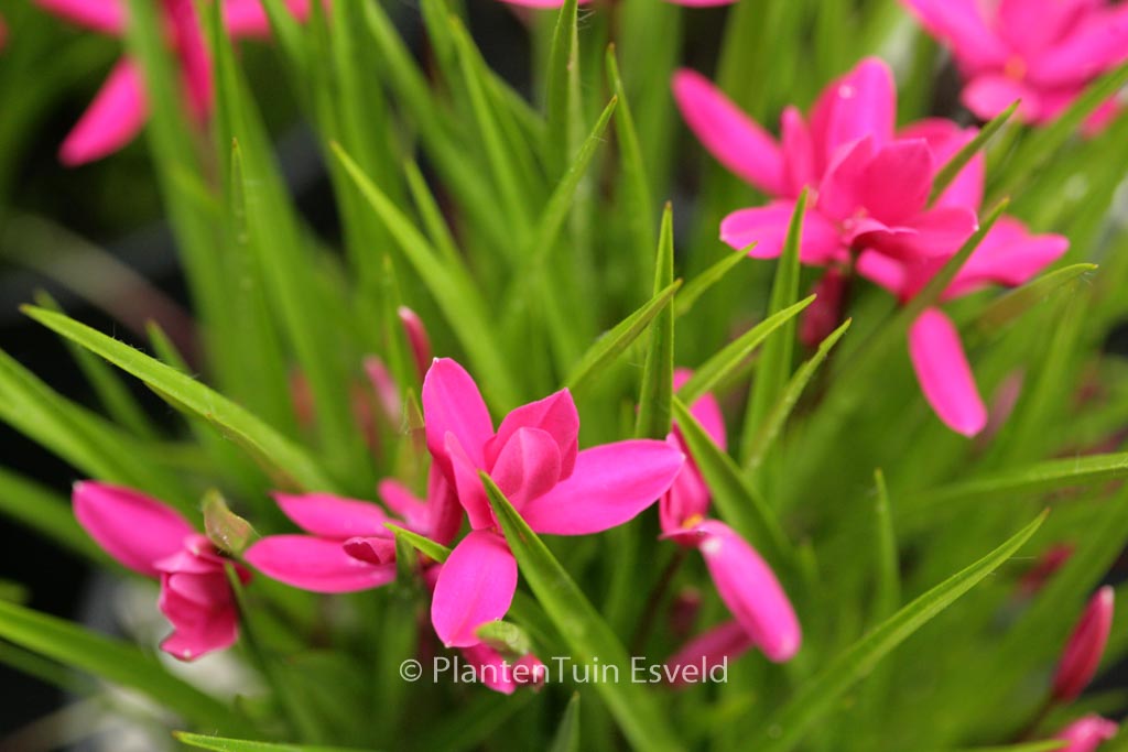 Rhodoxis ‘Mrs. Betsy’
