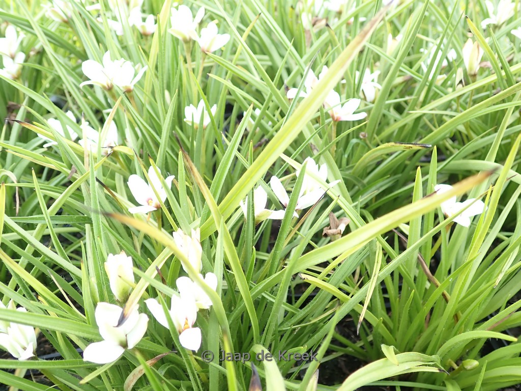 Rhodoxis ‘Summer Stars Peppermint’