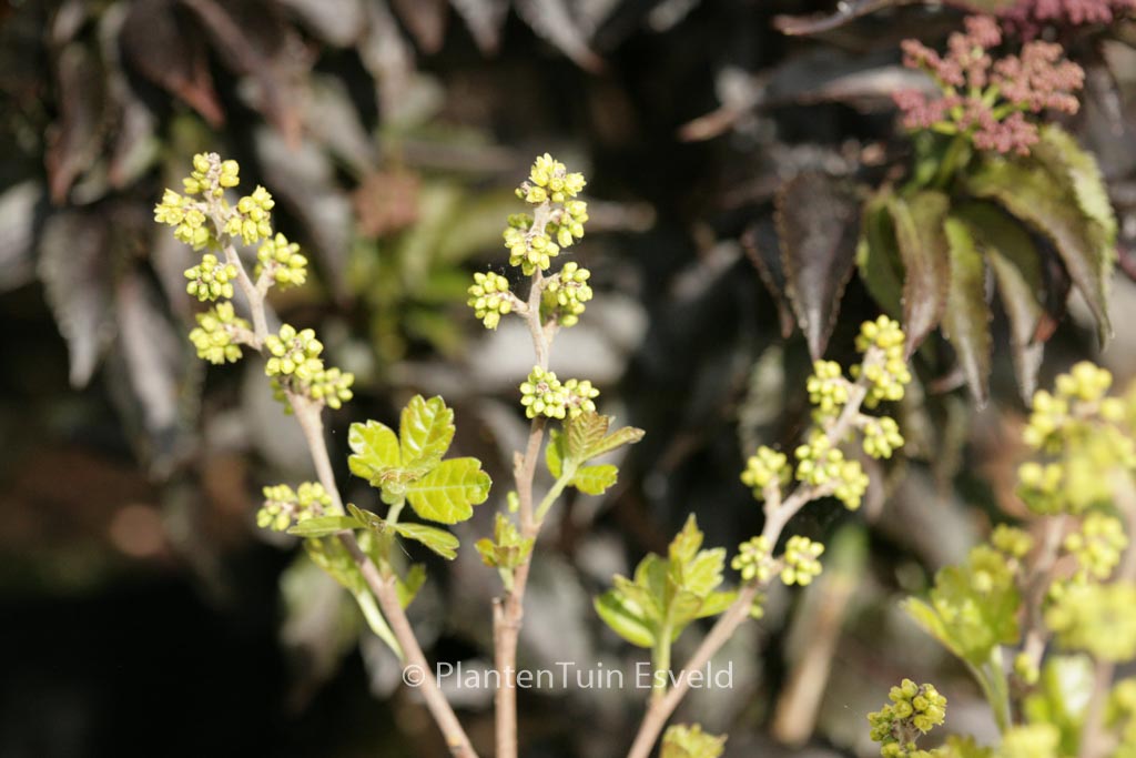 Rhus aromatica ‘Grow-low’