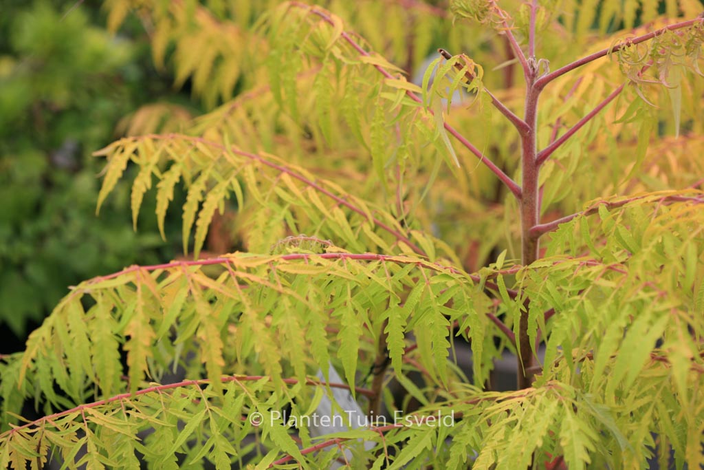 Rhus typhina ‘Bailtiger’ (TIGER EYES)