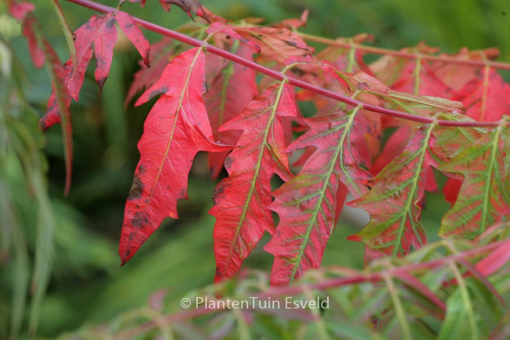 Rhus typhina ‘Dissecta’