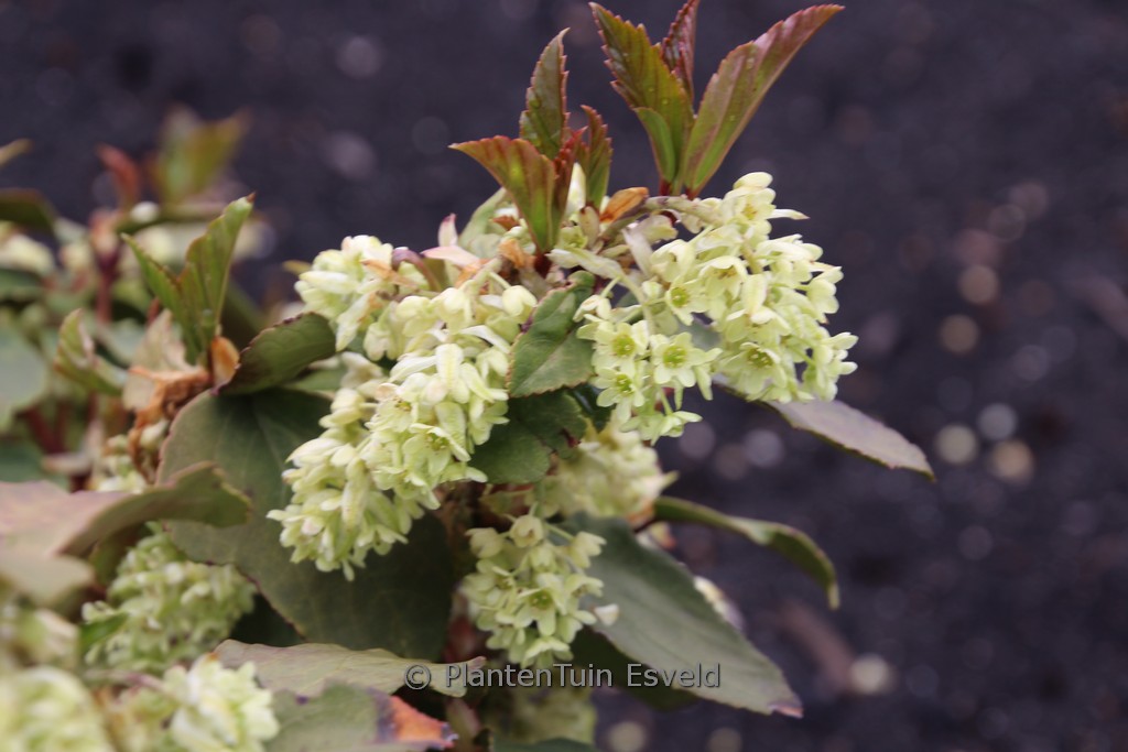 Ribes laurifolium ‘Mrs. Amy Doncaster’