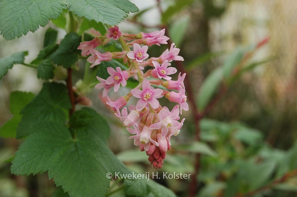 Ribes malvaceum