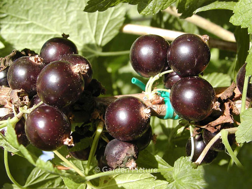 Ribes nigrum ‘Ben Sarek’
