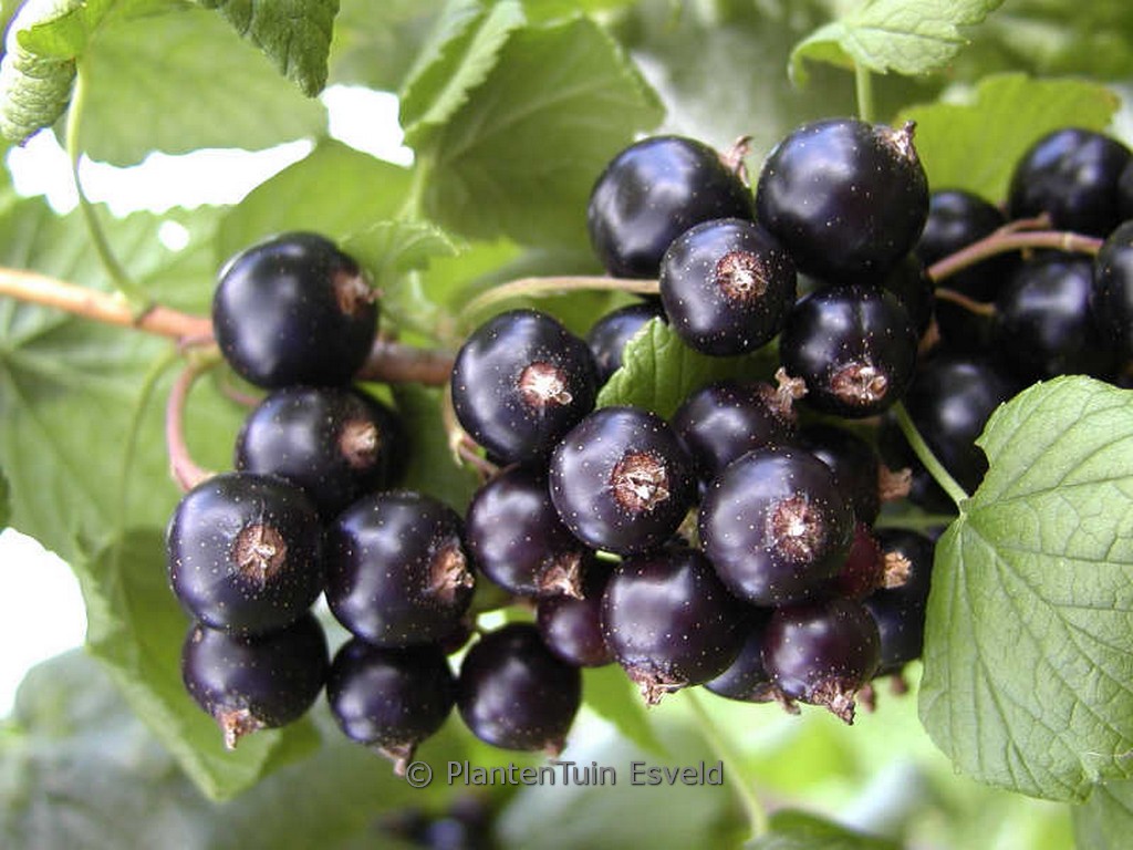 Ribes nigrum ‘Kristin’