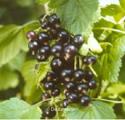 Ribes nigrum ‘Silvergieters Zwarte’