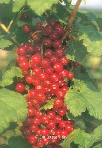 Ribes rubrum ‘Junifer’