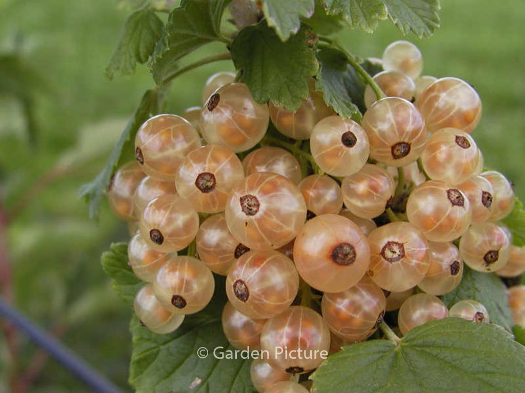 Ribes rubrum ‘Versailles blanc’ (WEISSE VERSAILLER)
