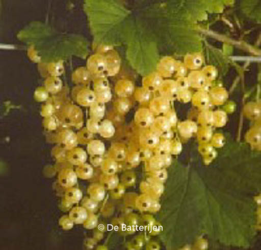 Ribes rubrum ‘Witte Parel’