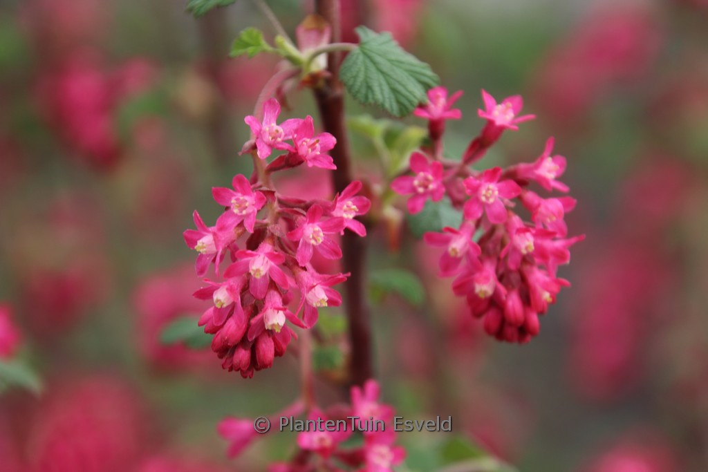 Ribes sanguineum ‘Annys2003’ (AMORE)