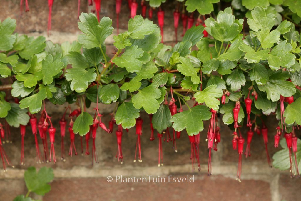 Ribes speciosum