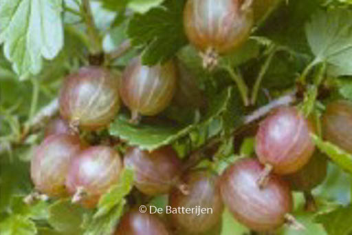 Ribes uva-crispa ‘Hinnonmaen Punainen’ (HINNONMAEKI ROED)