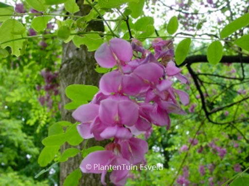 Robinia margaretta ‘Pink Cascade’ (CASQUE ROUGE)