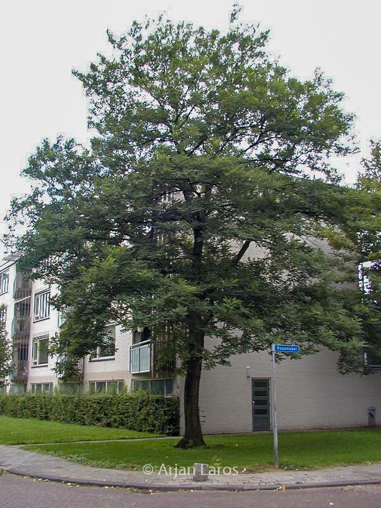 Robinia pseudoacacia ‘Bessoniana’