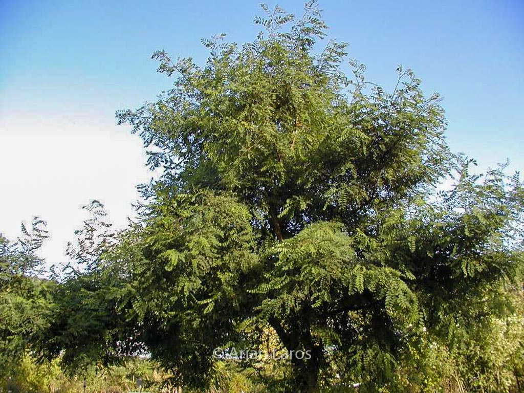 Robinia pseudoacacia ‘Coluteoides’