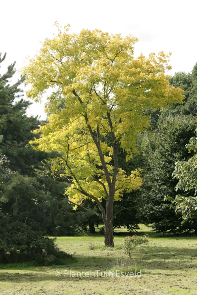 Robinia pseudoacacia ‘Frisia’