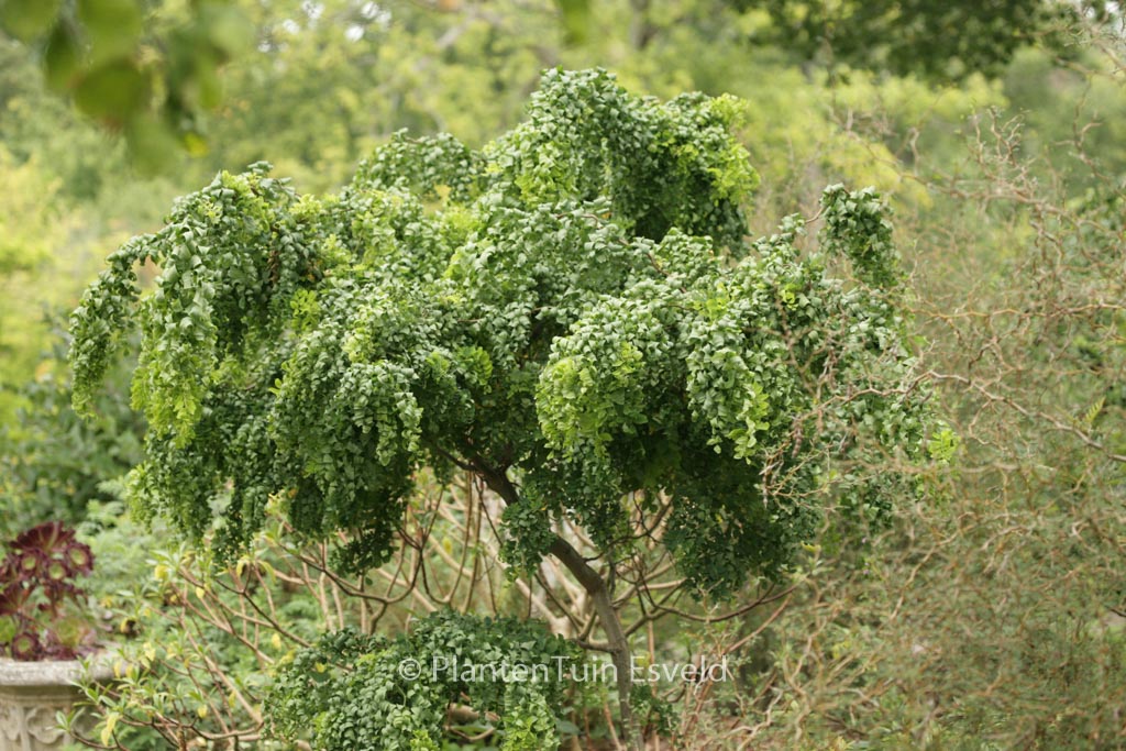 Robinia pseudoacacia ‘Lace Lady’ TWISTY BABY