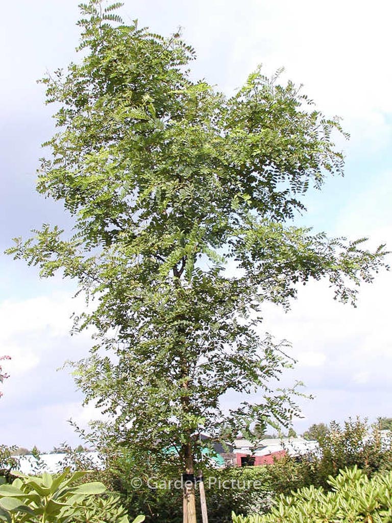 Robinia pseudoacacia ‘Nyirsegi’