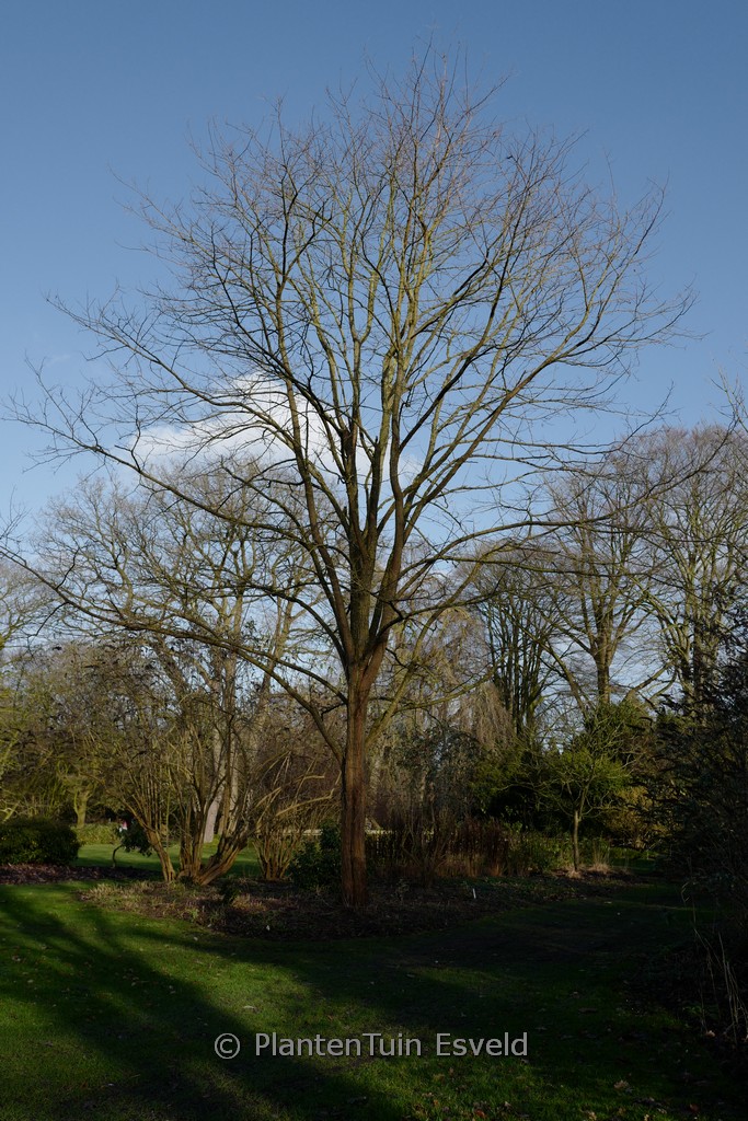 Robinia pseudoacacia ‘Semperflorens’